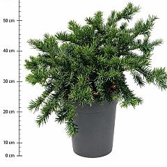 Taxus b. 'Repandens'