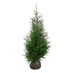 Thuja occ. 'Brabant'