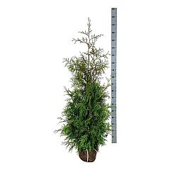 Thuja occ. 'Brabant'