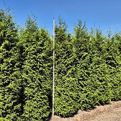 Thuja occ. 'Brabant'