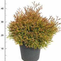 Thuja occ. 'Fire Chief'