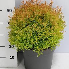 Thuja occ. 'Fire Chief'