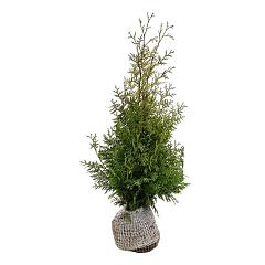 Thuja occ. 'Golden Brabant'
