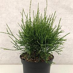 Thuja occ. 'Little Filly'