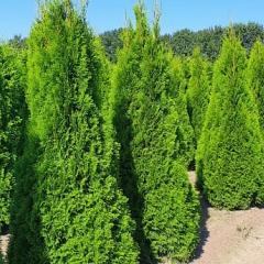 Thuja occ. 'Smaragd'