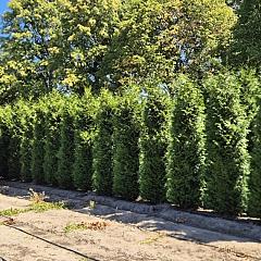 Thuja pl. 'Excelsa'
