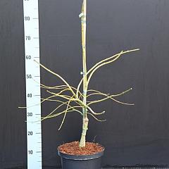 Acer pal. 'Dissectum'