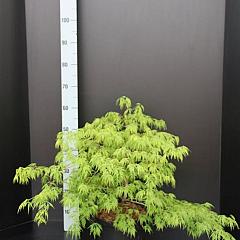 Acer pal. 'Dissectum'