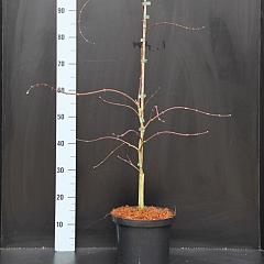 Acer pal. 'Garnet'