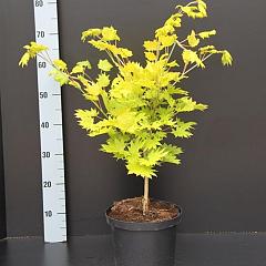 Acer shirasawanum 'Aureum'