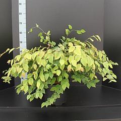 Corylopsis pauciflora