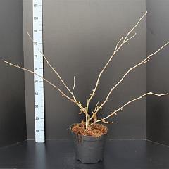 Hamamelis int. 'Jelena'
