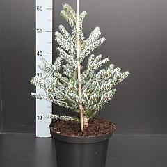 Abies koreana 'Silberlocke'
