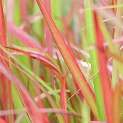 Imperata cylindrica 'Red Baron'