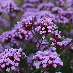 Verbena bonariensis