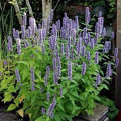 Agastache 'Blue Fortune'