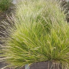 Sesleria autumnalis