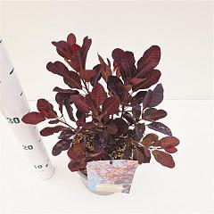 Cotinus cog. 'Royal Purple'