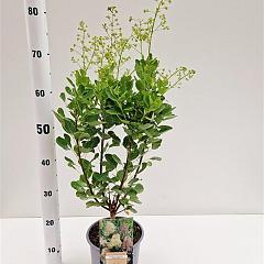 Cotinus cog. 'Young Lady'
