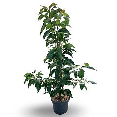 Prunus serr. 'Amanogawa'