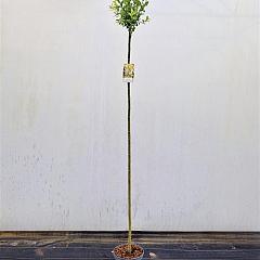 Salix integra 'Hakuro-nishiki'