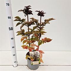 Sambucus nigra 'Black Tower'