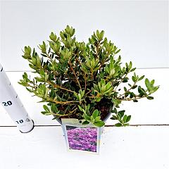 Rhododendron impeditum 'Select'