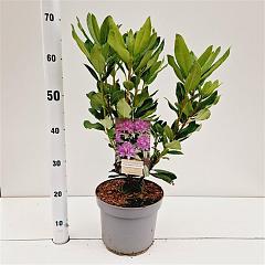 Rhododendron ponticum
