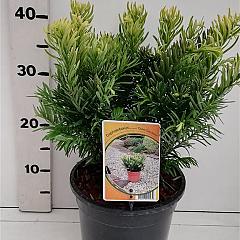 Cephalotaxus h. 'Duke Gardens'