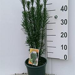 Cephalotaxus h. 'Fastigiata'
