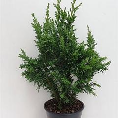 Chamaecyparis o. 'Draht'