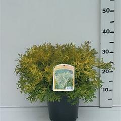 Chamaecyparis o. 'Kamarachiba'