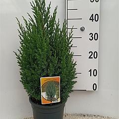Juniperus chin. 'Stricta'