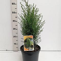 Juniperus comm. 'Arnold'
