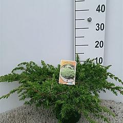 Juniperus conferta 'Schlager'