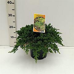 Juniperus procumbens 'Nana'
