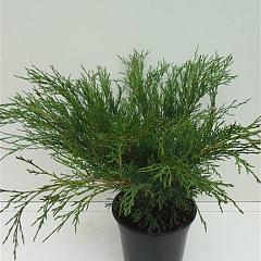 Juniperus sabina