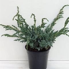 Juniperus squamata 'Meyeri'