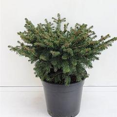 Picea abies 'Nidiformis'