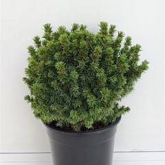 Picea glauca 'Alberta Globe'