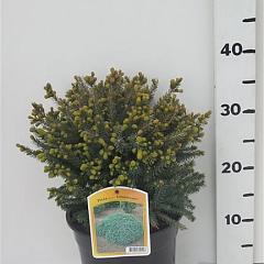 Picea glauca 'Echiniformis'