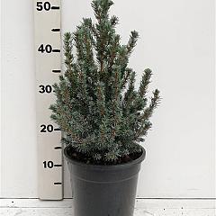 Picea glauca 'Sander's Blue'