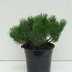 Pinus mugo pumilio