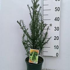 Taxus baccata