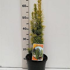 Taxus b. 'Fastigiata Aurea'