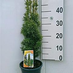 Taxus b. 'Fastigiata Aurea'