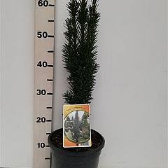 Taxus b. 'Fastigiata Robusta'