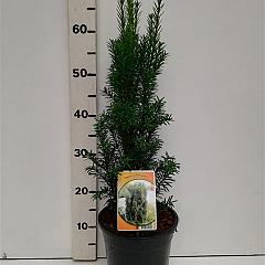 Taxus b. 'Overeynderi'