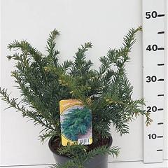 Taxus b. 'Repandens'
