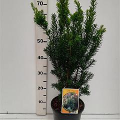 Taxus cuspidata nana